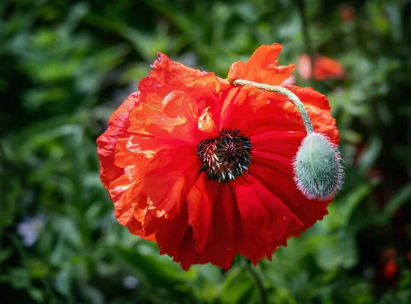 Летом Цветок Мака Бутон Вид Сверху Крупным Планом — стоковое фото