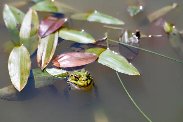 Green Frog Cloudy Pond Water Summer — Stock Photo, Image