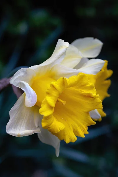 Narcisse Pseudonarcisse Communément Appelé Jonquille Sauvage Lis Carême Est Une — Photo