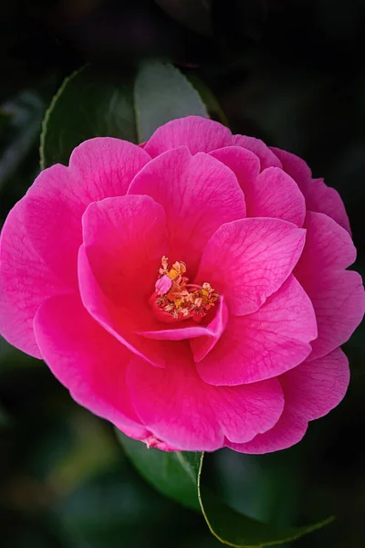 Arbre Camelia Fleurit Printemps Gros Plan — Photo