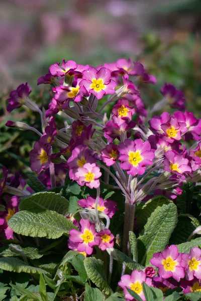 Primrose Blomma Blommor Ren Närbild — Stockfoto