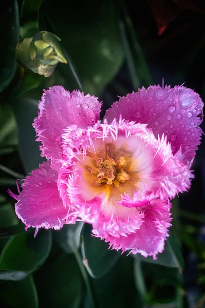 Flor Tulipán Campana Con Flecos Después Lluvia Vista Superior Primer — Foto de Stock