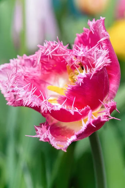 Fringed Bell Song Tulip Blossom Rain Top View Close — стоковое фото