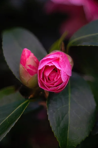 Camelia Ağacı Koyu Bir Arka Planda Çiçek Açar Kapat — Stok fotoğraf