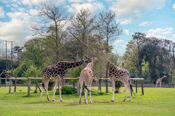 Girafes Rothschild Zoo Printemps Une Des Neuf Sous Espèces Présentes — Photo