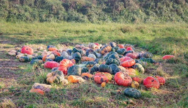 Verschiedene Kürbisse Auf Der Wiese Herbst Sonnigen Tagen — Stockfoto