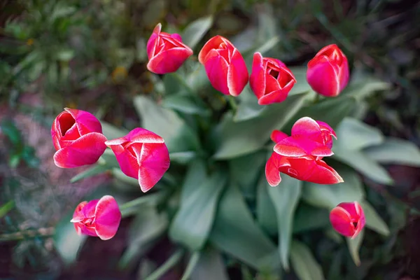 Colorful Tulips Blossoms Spring Close Top View — стоковое фото