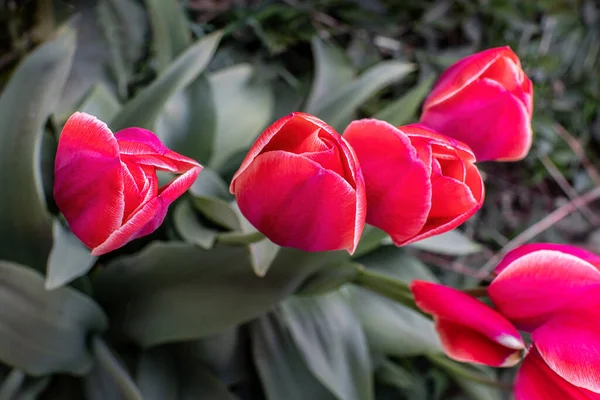 Los Tulipanes Coloridos Florecen Primavera Cerca Vista Superior — Foto de Stock