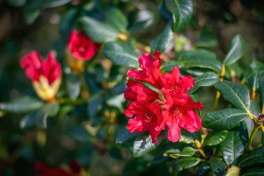 Kızıl Rododendron baharda çiçek açar ve tomurcuklanır. Kapat..