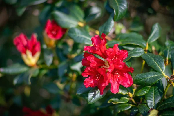 Red Rhododendron Blossoms Buds Spring Close — Stock Fotó