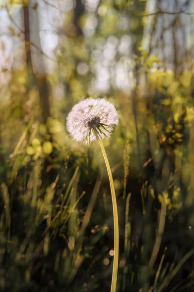 Dandelion Fluff Forest Sunny Morning Close — Fotografia de Stock