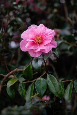 Camelia ağacı baharda çiçek açar. Kapat..