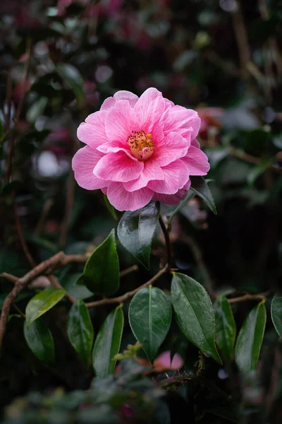 Camelia ağacı baharda çiçek açar. Kapat..