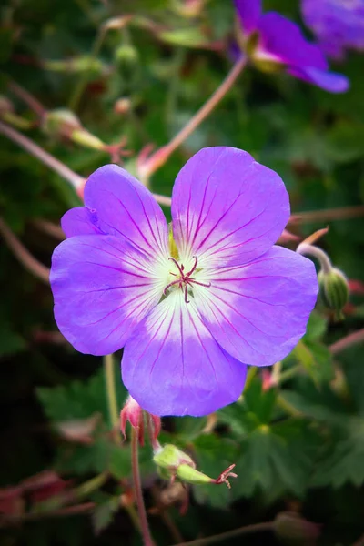 Meadow Crane Bill Geranium Pratense Цветет Осенью Закрыть — стоковое фото