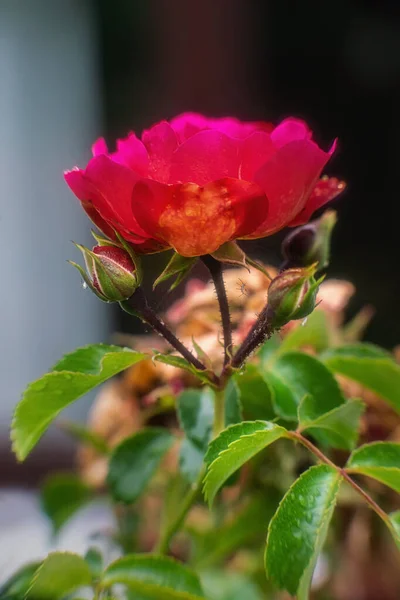 Blossom Buds Red Rose Autumn Close — стоковое фото