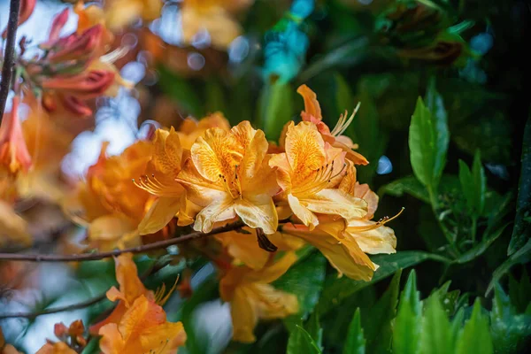 Güzel portakal rengi Rhododendron baharda bulanık arka planda çiçek açar.