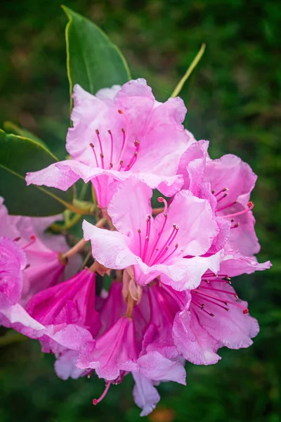 Güzel Pembe Rhododendron Baharda Bulanık Arka Planda Çiçek Açar — Stok fotoğraf