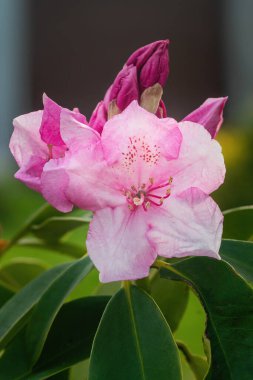 Güzel pembe Rhododendron baharda bulanık arka planda çiçek açar.