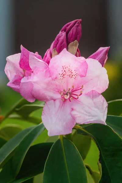 Vackra Rosa Rhododendron Blommor Våren Suddig Bakgrund — Stockfoto