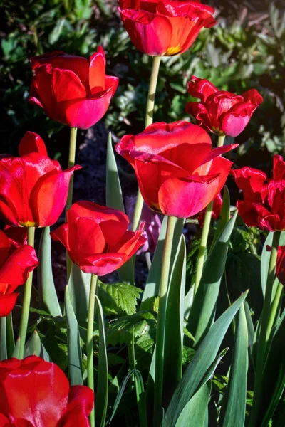 Beautiful Red Tulips Morning Sunlight Spring — стоковое фото