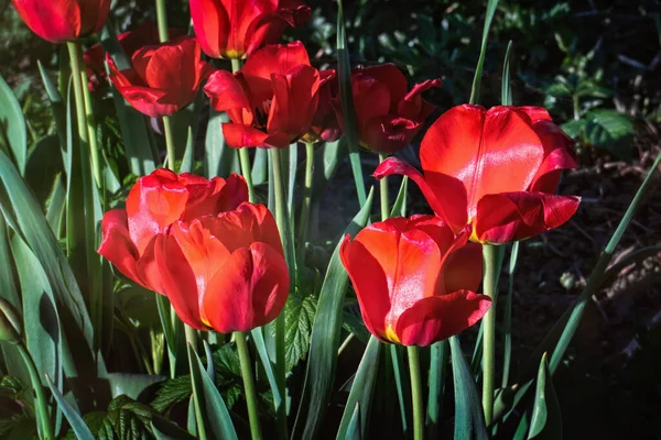 Hermosos Tulipanes Rojos Una Mañana Soleada Primavera — Foto de Stock