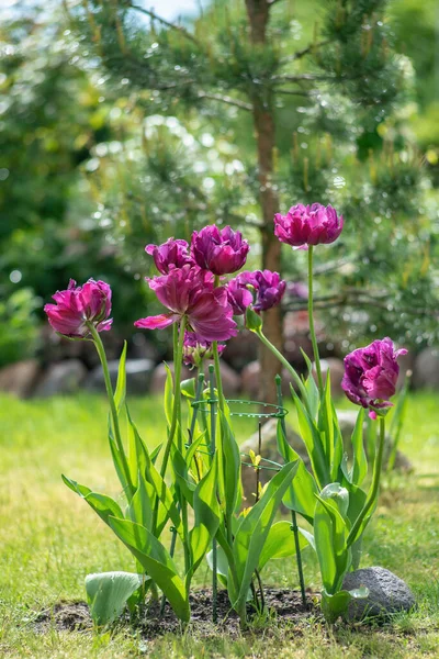Les Tulipes Didier Tulipa Gesneriana Les Boutons Pavot Dans Gardem — Photo