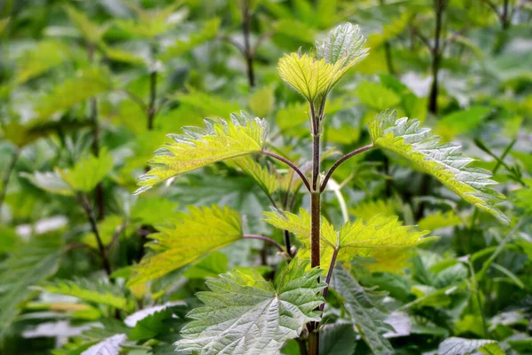 Nettle Leaves Forest Sunny Spring Day Close — Stock Photo, Image