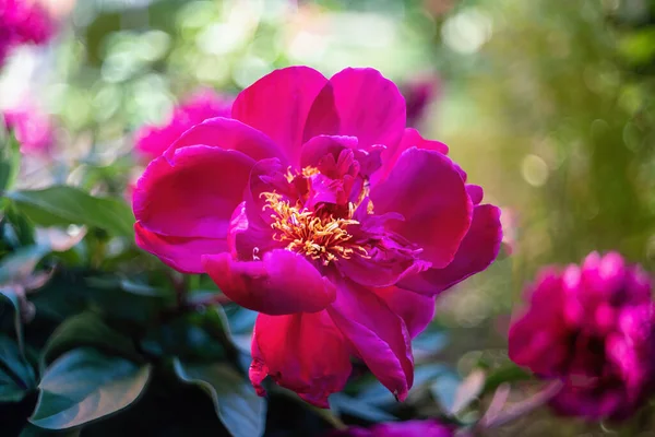Schöne Rosa Pfingstrose Blume Blüht Sommer Enge Sicht — Stockfoto