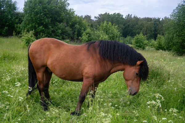 Piękny Koń Zemaitukas Trawie Latem — Zdjęcie stockowe