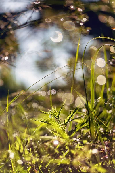 Nettle Other Plants Meadow Rain Morning Sunlight Close Nice Bokeh — Stock Photo, Image