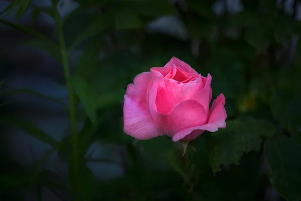 Schöne Rosa Rosenblüte Morgen Vor Dunklem Hintergrund Nahaufnahme — Stockfoto