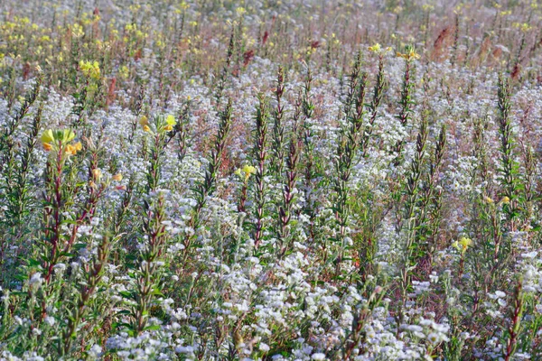 Various Plants Meadow Sunny Summer Morning Lithuania — Foto de Stock
