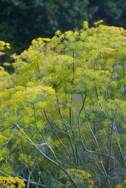 Dill blossoms in the garden in summer. Close up.