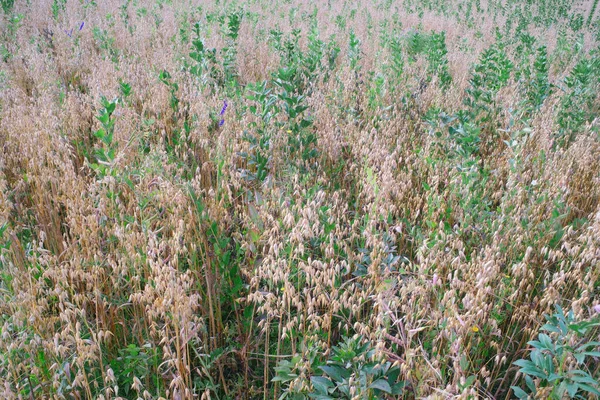 Vetch Oats Field Summer — Zdjęcie stockowe