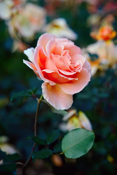Just Joey Hybrid Tea Rose Blossom Garden Summer Close — Stockfoto