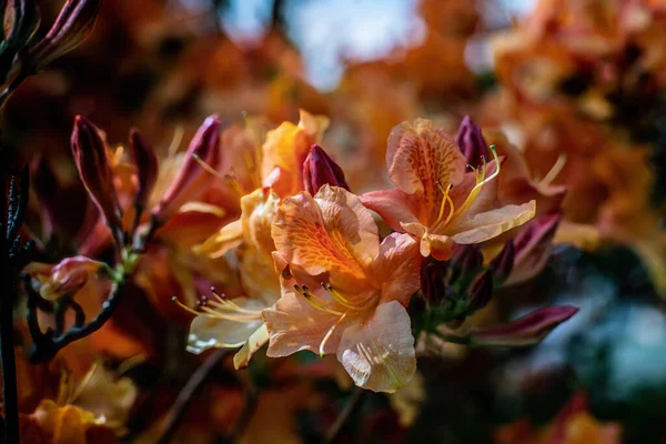 Beautiful Orange Rhododendron Blossoms Spring Blurry Background —  Fotos de Stock