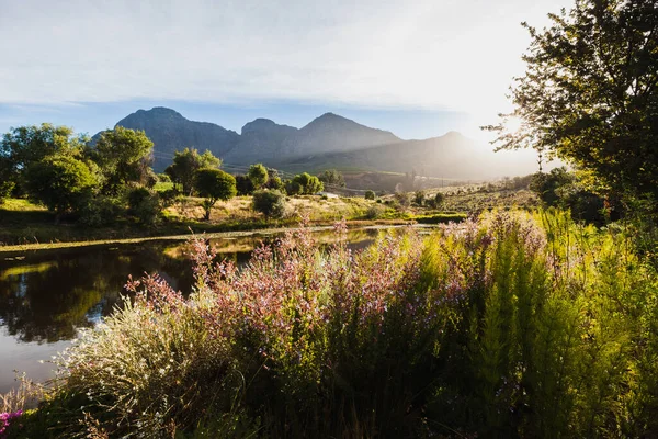 Üzüm bağında gün batımı, Franschoek ve Stellenbosch arasında bir yerde, Güney Afrika 'daki şarap bölgesi.