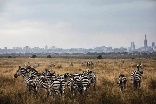 Bir grup zebra Kenya 'daki Nairobi Milli Parkı' nın ufuk çizgisine bakıyor.