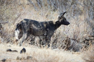 Vahşi Hayvanlar - Samburu Ulusal Rezervi, Kuzey Kenya 'da dişi vahşi köpek
