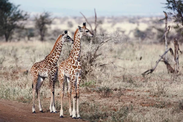 Zvířata Volné Přírodě Pár Dětských Žiraf Národním Parku Serengeti Tanzanie — Stock fotografie