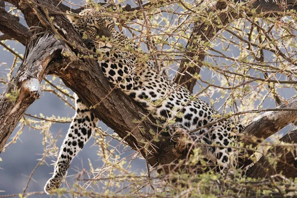 Genç leopar Kenya 'da Samburu Ulusal Rezervi' nde bir ağaç dalında dinleniyor.