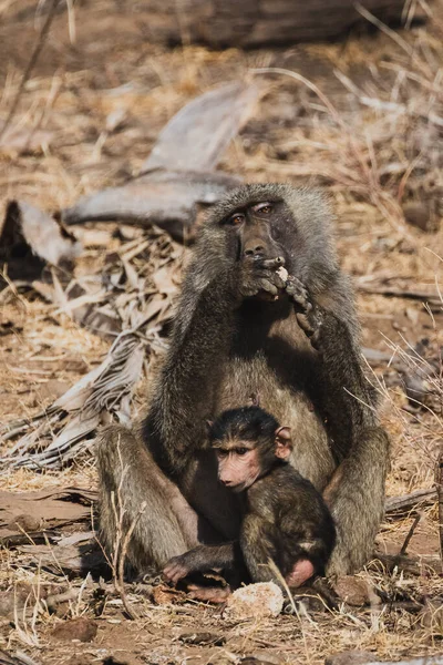 Animals in the wild - Mother and baby baboons in Samburu National Reserve, North Kenya