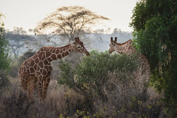 Vahşi Hayvanlar Yeniden Yapılandırılmış Zürafa Samburu Ulusal Rezervi Kuzey Kenya — Stok fotoğraf