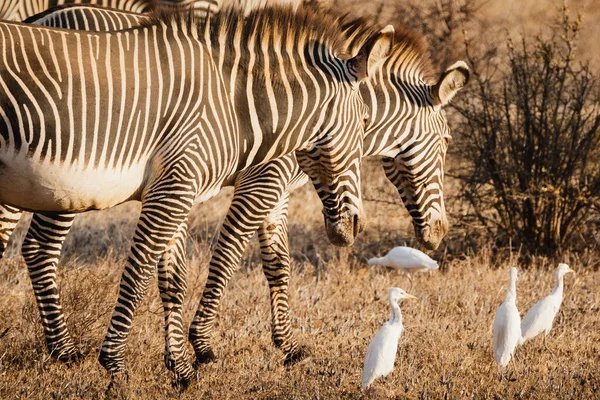 Skupina Grevyho Zebry Národní Rezervaci Samburu Severní Keňa — Stock fotografie