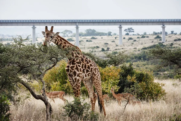 Vahşi Hayvanlar Nairobi Ulusal Parkı Ndaki Zürafa Kenya — Stok fotoğraf