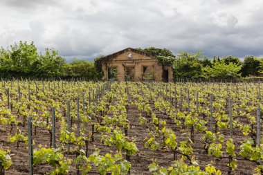 Tüm dünyada şarap ve üzüm bağları - Fransa