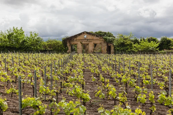 Wine Vineyards World France — Stock Photo, Image