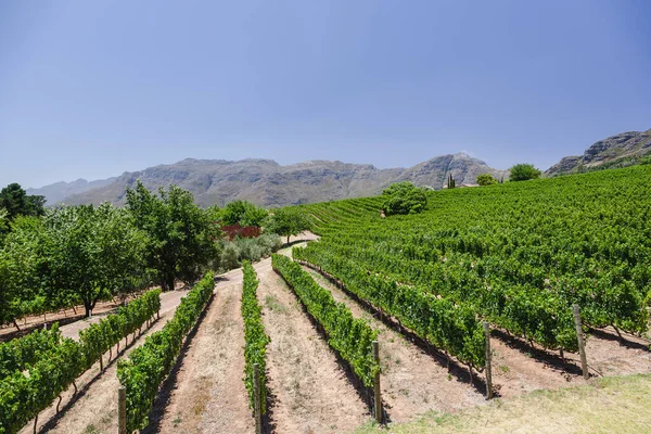 Wine Vineyards World South Africa Stock Picture