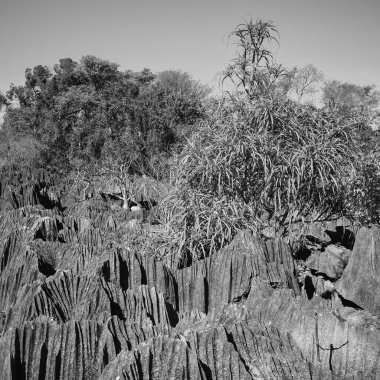 Tsingy of the Bemaraha, Madagascar, Africa