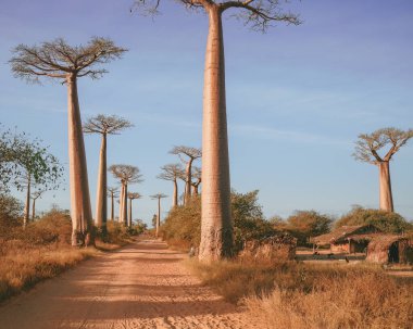 Baobab trees near Morondava, Madagascar, Africa
